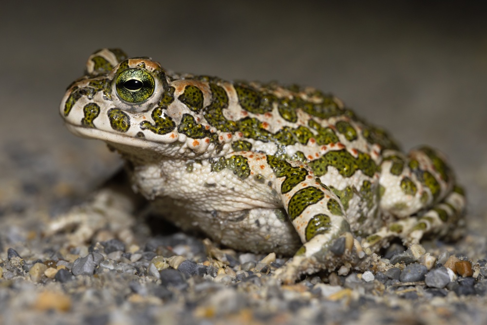 Ropucha zelená. Foto: Manuel Raab / CC BY-NC 4.0, iNaturalist (zdroj: www.inaturalist.org/photos/454910996)
