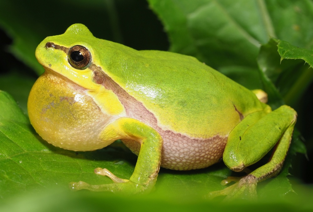 Foto: Jakob Fahr / CC BY-NC 4.0, iNaturalist (zdroj: www.inaturalist.org/photos/40678239) 