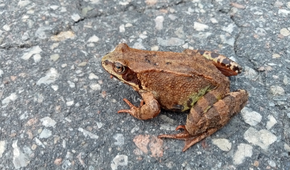 Larva čolka obecného. Foto: © Michał Michlewicz / CC BY-NC 4.0, iNaturalist (zdroj: www.inaturalist.org/photos/538188573)
