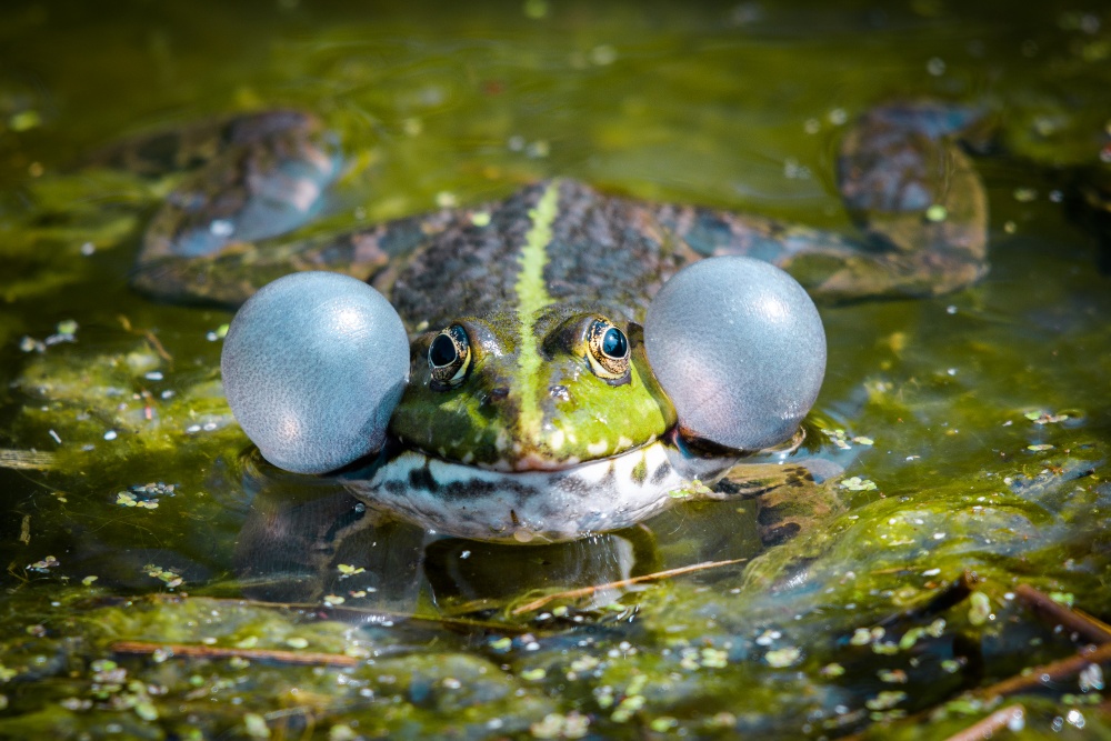 Samci zelených skokanů, jako skokan skřehotavý na snímku, zesilují svůj hlas s pomocí párových rezonančních vaků po stranách hlavy. Foto: Petr Hamerník, Zoo Praha 