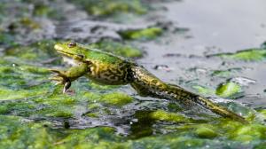  European marsh frog at Prague Zoo. Photo: Petr Hamerník, Prague Zoo