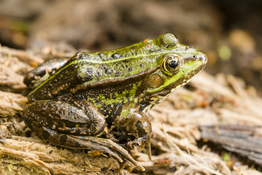 Skokan zelený. Foto: © Tobias S. Radmer / CC BY-NC 4.0, iNaturalist (zdroj: www.inaturalist.org/photos/421613905)