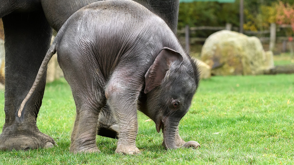 Od středy od pátku probíhají komentovaná setkání u našich letošních mláďat. Autor: Petr Hamerník, Zoo Praha