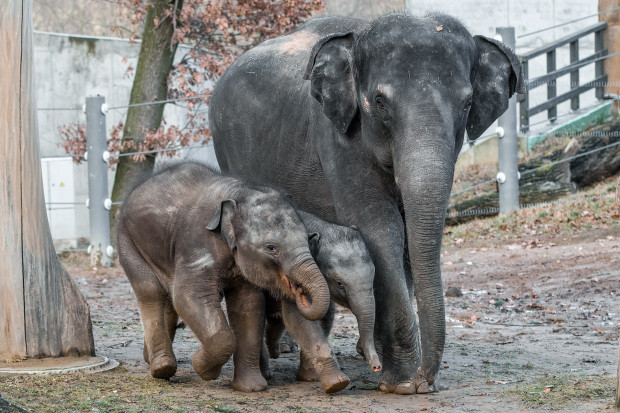 Sloni v pražské zoo si užívali první jarní procházku, ven vyrazily i slonice Tamara a Janita se slůňaty. Menší Rudi se zpočátku hodně držel matky Tamary, starší Max běhal po celém výběhu. Foto: Petr Hamerník, Zoo Praha