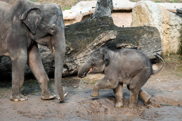 Max, kterému bude v dubnu jeden rok, je plný energie a ve výběhu řádil jako malé dítě. Foto: Petr Hamerník, Zoo Praha