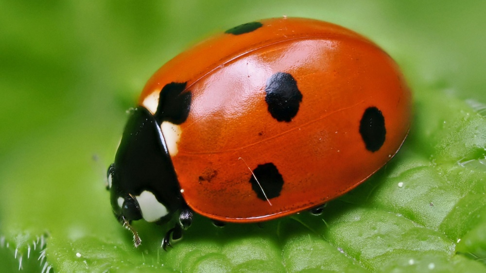Slunéčko sedmitečné. Foto: © Gilles San Martin / CC BY-SA.4.0, iNaturalist Slunéčko sedmitečné. Foto: © Gilles San Martin / CC BY-SA.4.0, iNaturalist