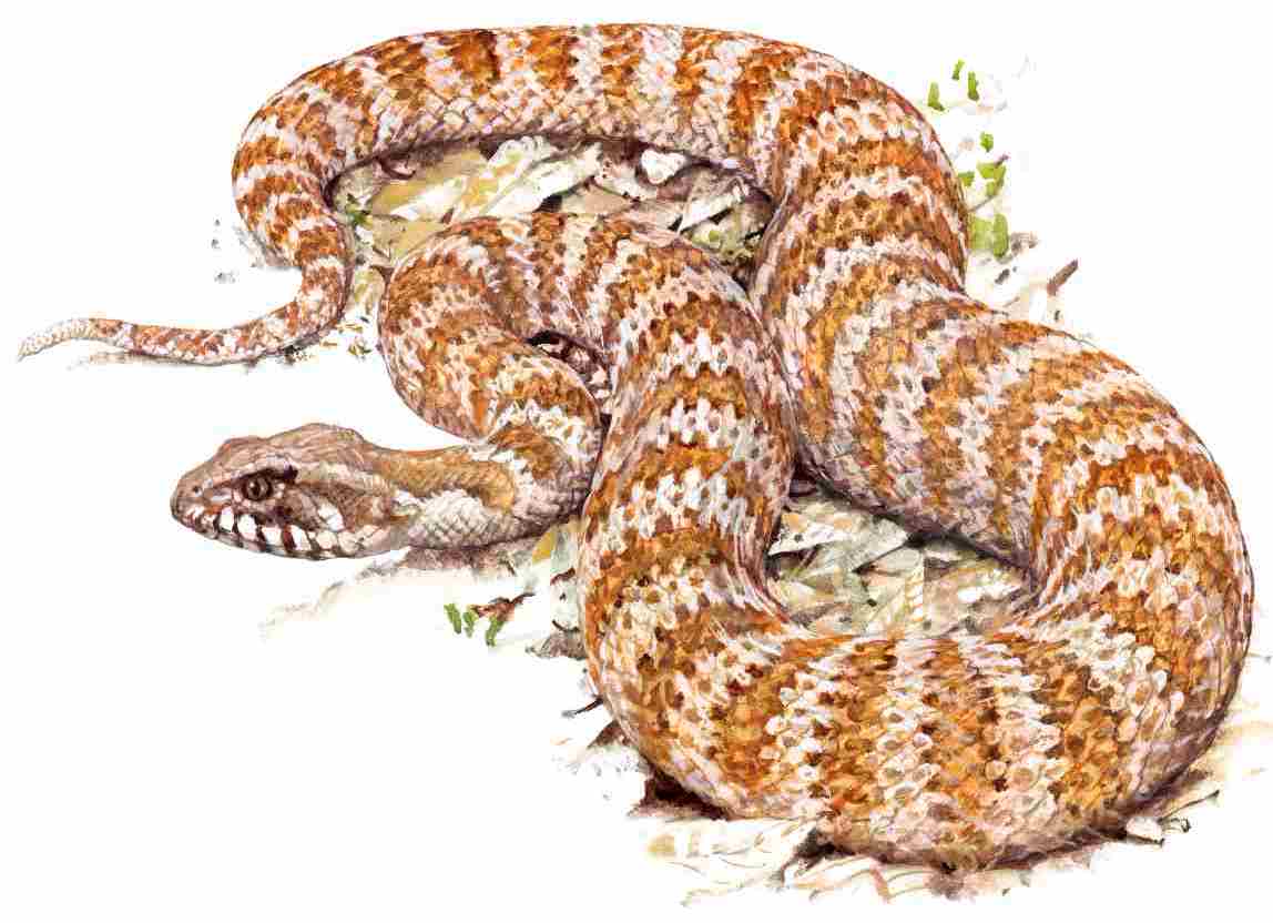 Common death adder (c) Pavel Procházka