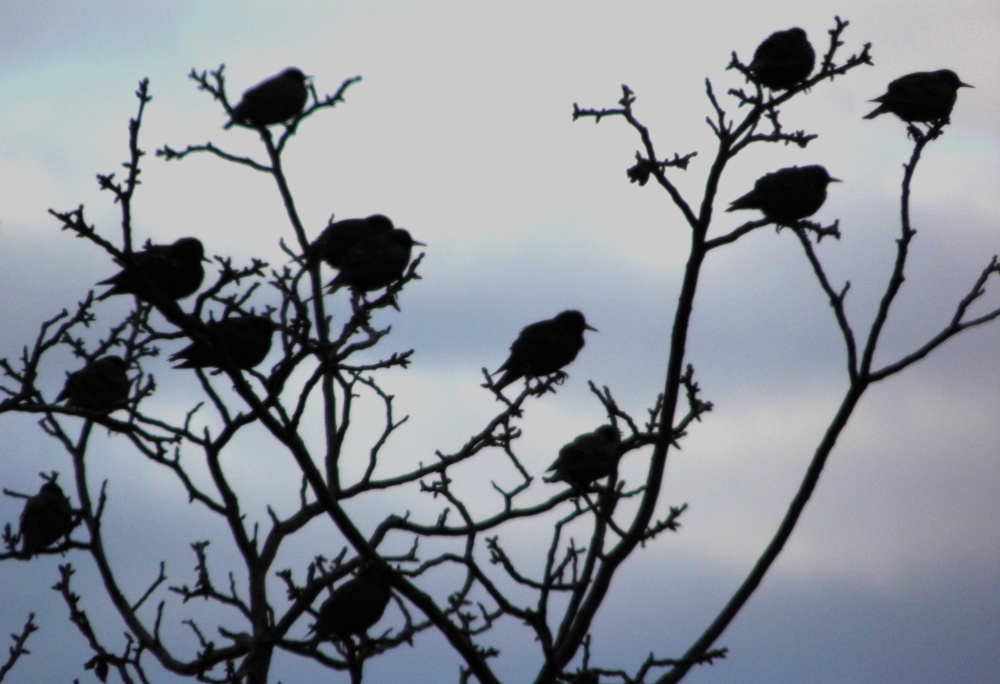 Za zhoršených světelných podmínek a proti světlému pozadí nejsou na ptácích patrné téměř žádné detaily. Na snímku hejno špačků obecných. Foto: Lenka Janochová