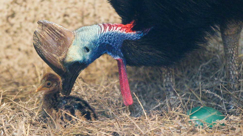 Samec kasuára s mládětem, foto: Archiv Zoo Praha