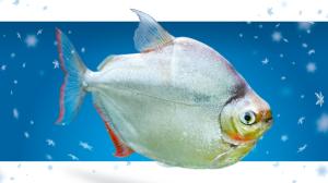 Tetra rostlinožravá, kampaň Adoptuj mě!