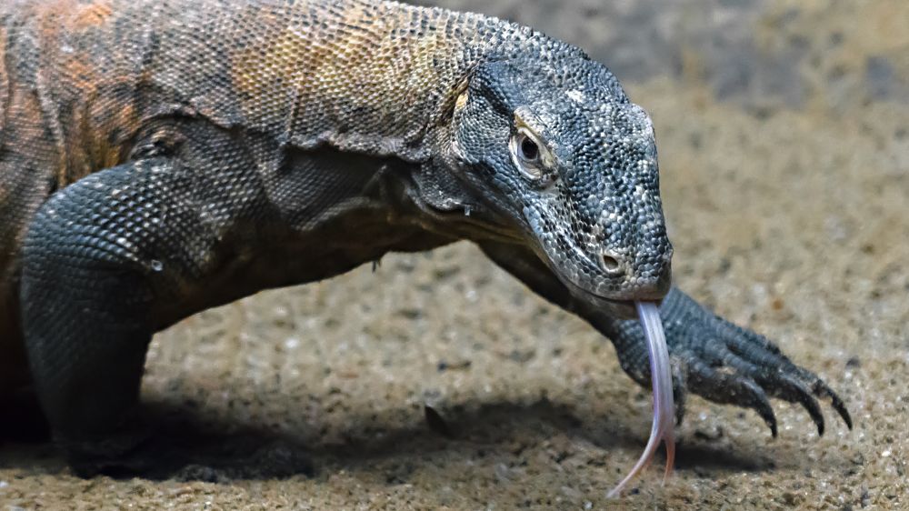 Varan komodský. Foto: Petr Hamerník, Zoo Praha