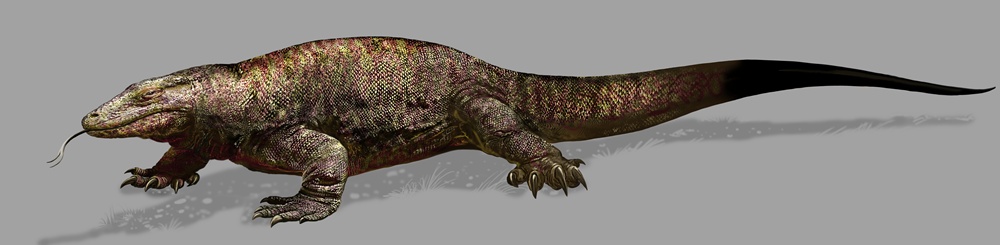 Varanus priscus (c) Jan Sovák