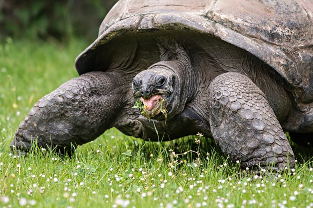 Čerstvá tráva je pro želvy lahůdkou. Foto: Petr Hamerník, Zoo Praha