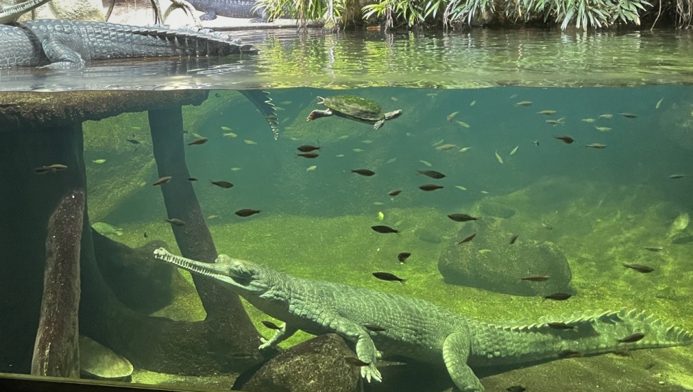 Foto: Petr Velenský