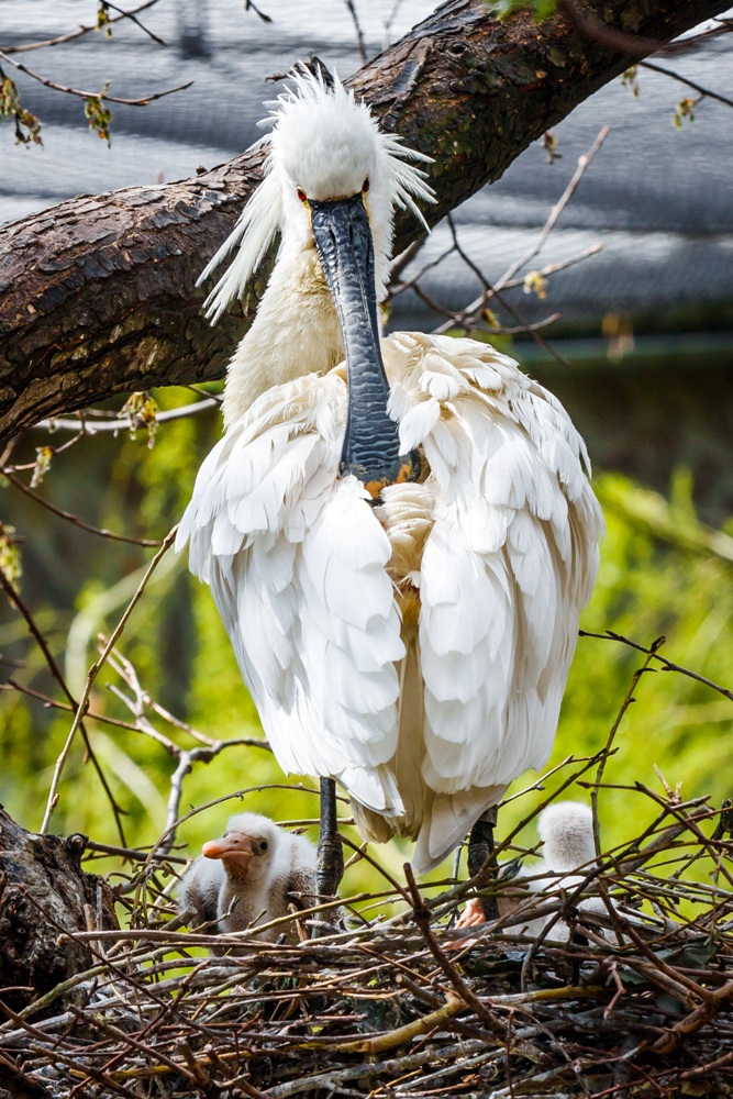 Kolpíky bílé, chráněné v ČR jako kriticky ohrožený druh, pravidelně odchováváme. Foto (c) archiv Zoo Praha