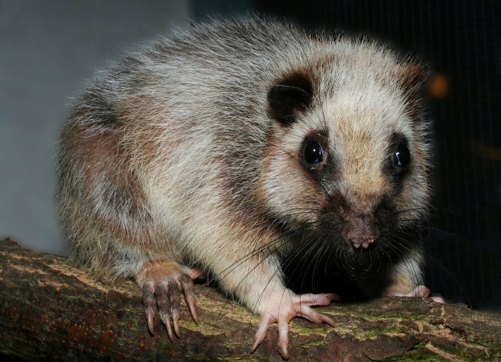 Krysa obláčková, foto (c) Pavel Brandl, Zoo Praha