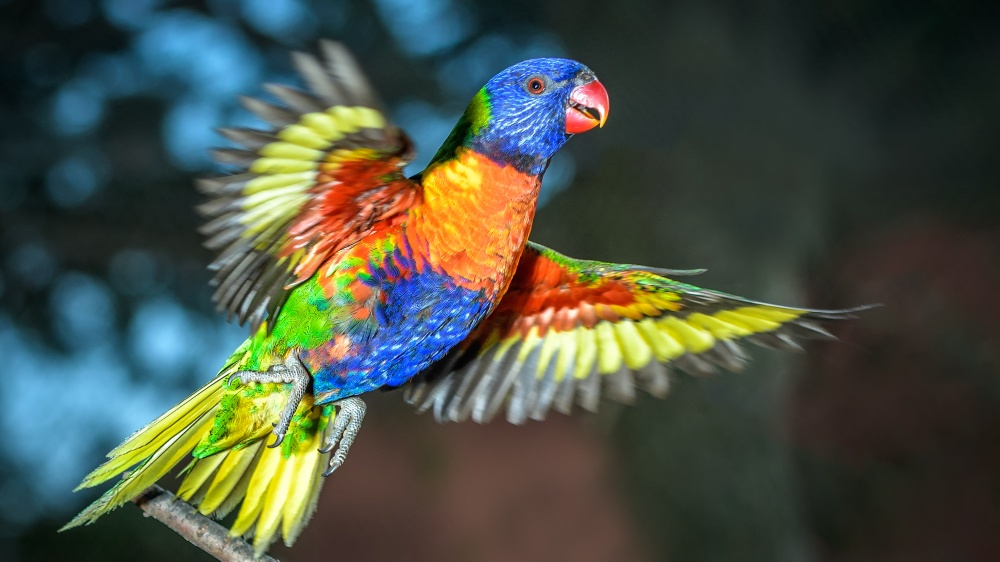 Lori mnohobarvý, foto: Petr Hamerník, Zoo Praha