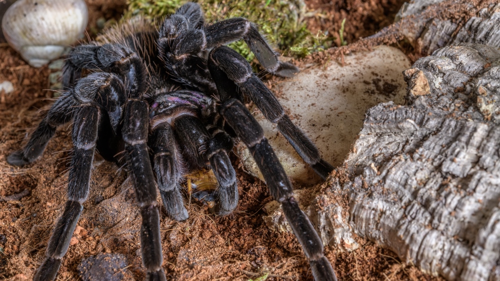 Díky unikátnímu atlasu sklípkanů se o těchto fascinujících tvorech dozvíte o něco víc, a možná si je dokonce oblíbíte. :-) Foto: Petr Hamerník, Zoo Praha