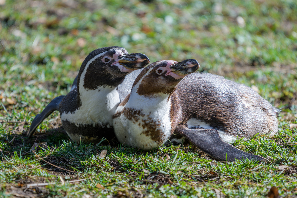 Komentované krmení tučňáků, foto: Petr Hamerník, Zoo Praha