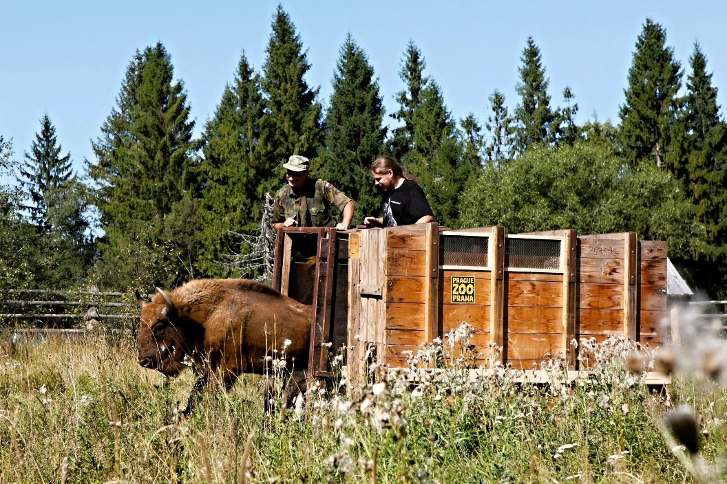 Pražská mláďata opakovaně zamířila do přírody. Foto: Miroslav Bobek, Zoo Praha