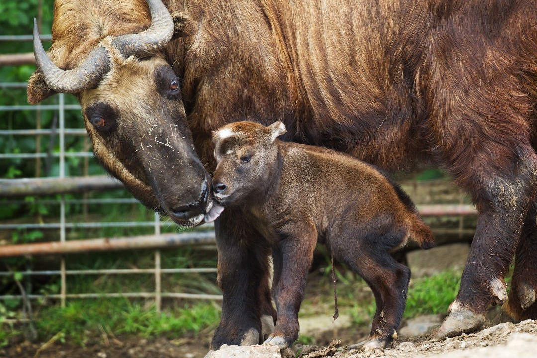 Mládě takina indického. Foto: Tomáš Adamec, Zoo Praha