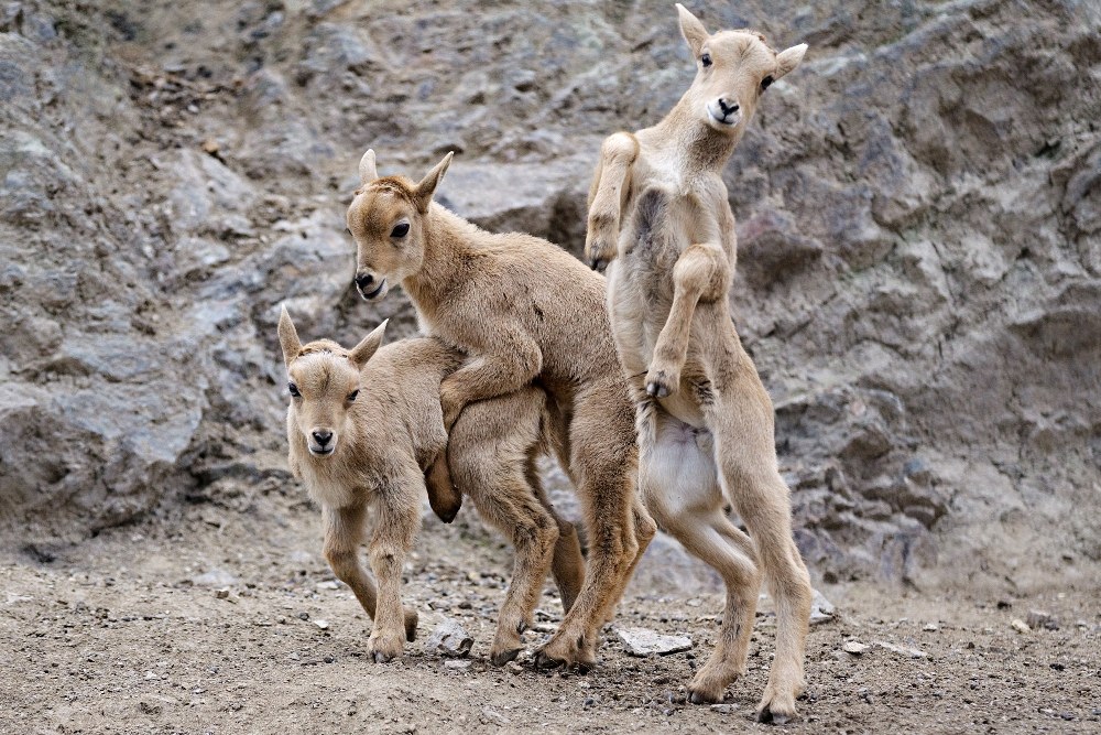 Školka u paovcí hřivnatých. Foto: Tomáš Adamec, Zoo Praha