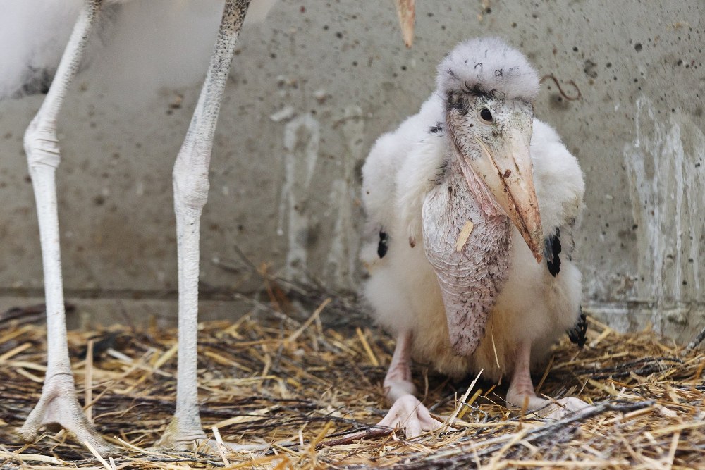 Adoptované mládě marabu afrického. Foto: Tomáš Adamec, Zoo Praha