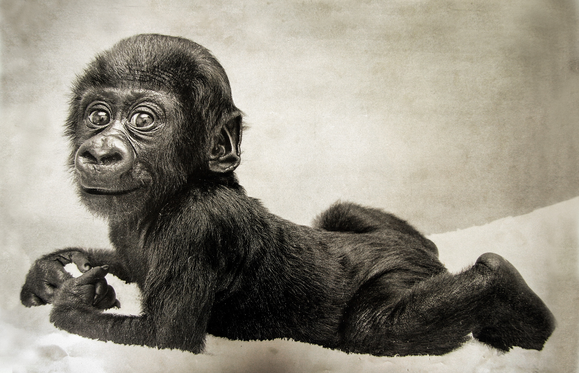 Assumbo. Foto: Zoo Jersey