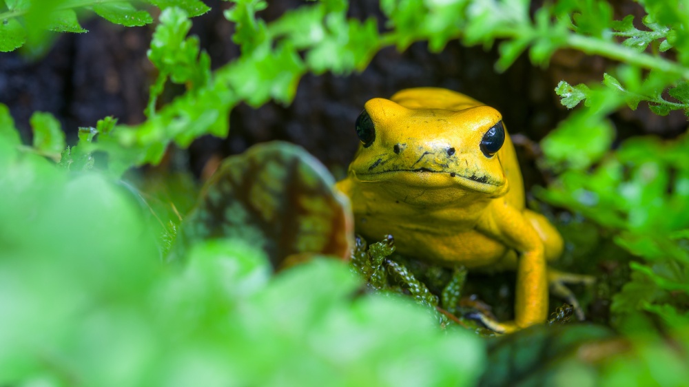 Výstava je pro všechny návštěvníky Zoo Praha zdarma k platné vstupence do zoo a lidé ji mohou navštívit až do poloviny září. Na fotografii je zachycena pralesnička strašná. Foto Petr Hamerník, Zoo Praha 