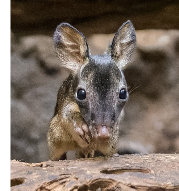 Klokánek krysí se v roce 2022 v Zoo Praha narodil vůbec poprvé v její historii. Jde tak o velký úspěch mezi letošními odchovy. Foto Petr Hamerník, Zoo Praha