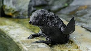 Sameček lachtana je stále plně závislý na mateřském mléce. Ryby začne ochutnávat až v příštím roce. Foto: Petr Hamerník, Zoo Praha