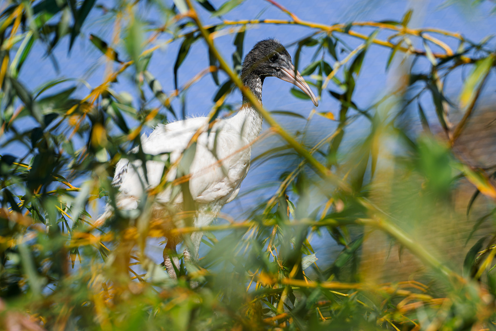 Foto Petr Hamerník, Zoo Praha