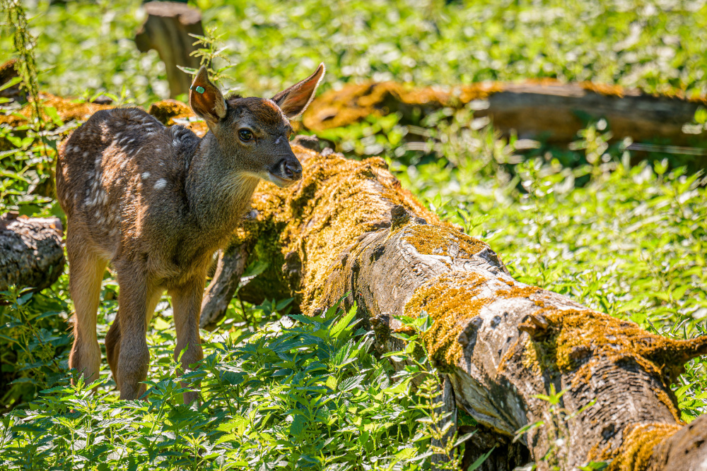 Foto Petr Hamerník, Zoo Praha