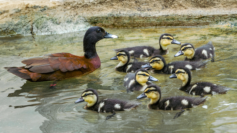 Foto Petr Hamerník, Zoo Praha