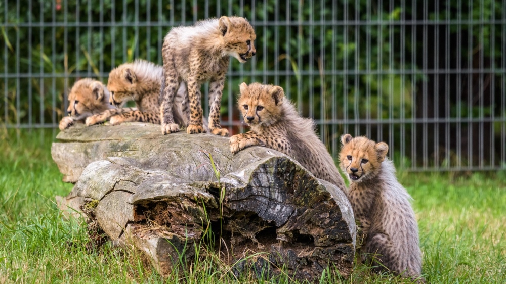 Sobota bude patřit v Zoo Praha gepardím paterčatům, která budou mít křtiny, a návštěvníci je budou moci prvně spatřit. Foto: Petr Hamerník, Zoo Praha.