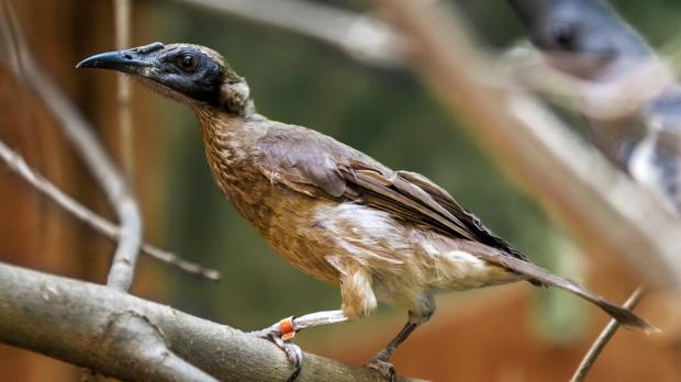 Foto: Tomáš Adamec, Zoo Praha