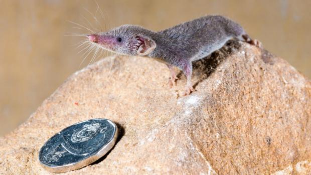 Bělozubka měří maximálně 5 cm a váží 1,8–3 g. Foto: Petr Hamerník, Zoo Praha