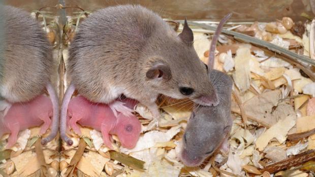Dospělá myš Mattheyova s mláďaty. Foto: Roman Vodička, Zoo Praha