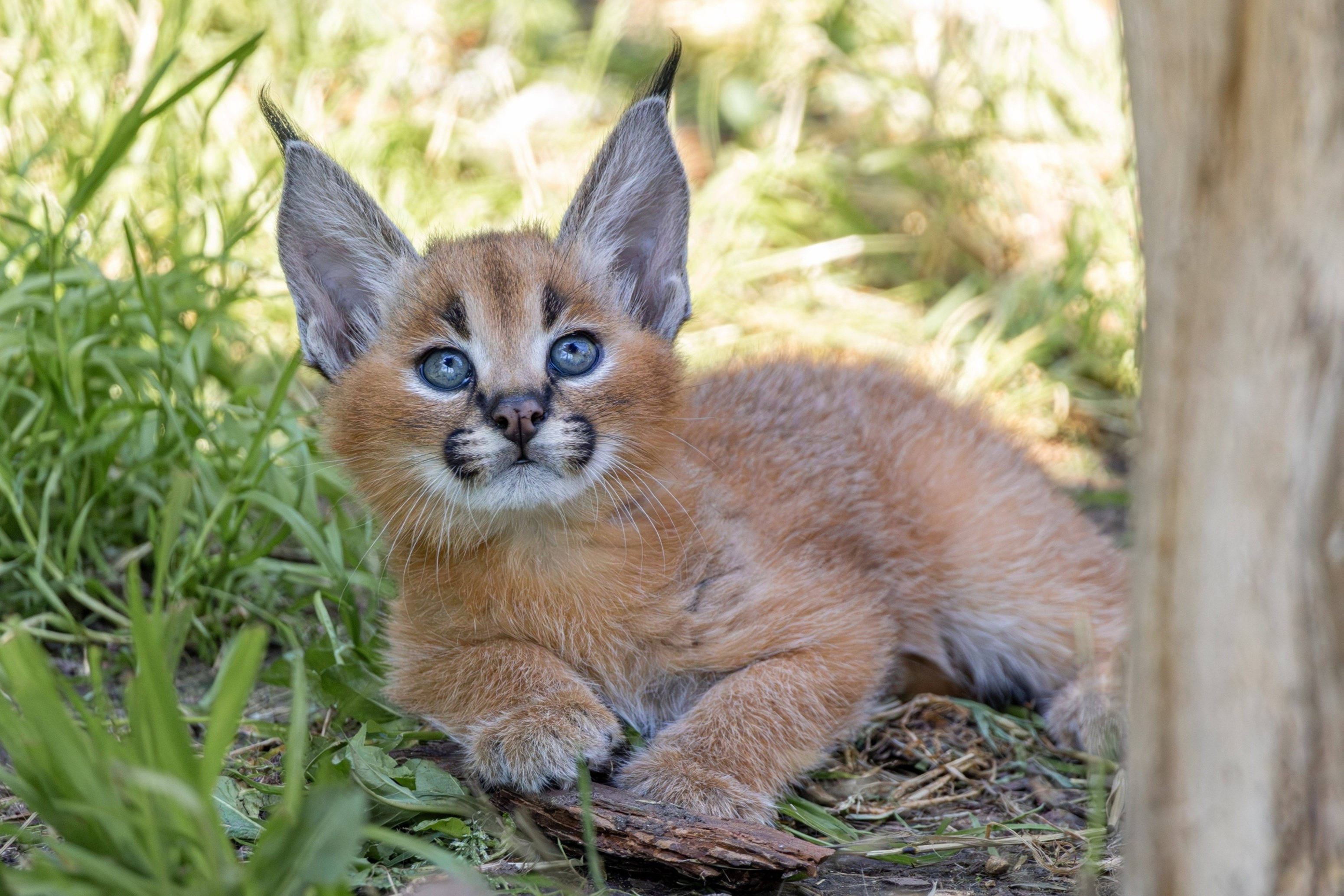 Initially, the kittens have entirely blue eyes, which later change to a greener colour. Photo: Anna Žižková, Prague Zoo