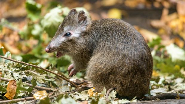 Mimořádně stará samice klokánka krysího Prašivka. Foto: Petr Hamernik, Zoo Praha