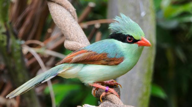 Kraska zlatobřichá, foto: Petr Hamerník, Zoo Praha