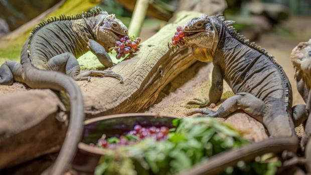 Samice leguána chutného (zleva) Čokoláda a Palačinka při kmení biohrozny z naší vinice. Foto: Petr Hamerník, Zoo Praha