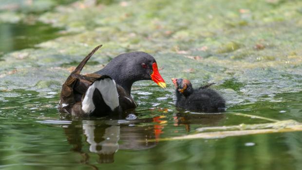 Slípka zelenonohá s mládětem volně žijící na území pražské zoo. Foto: Petr Hamerník, Zoo Praha