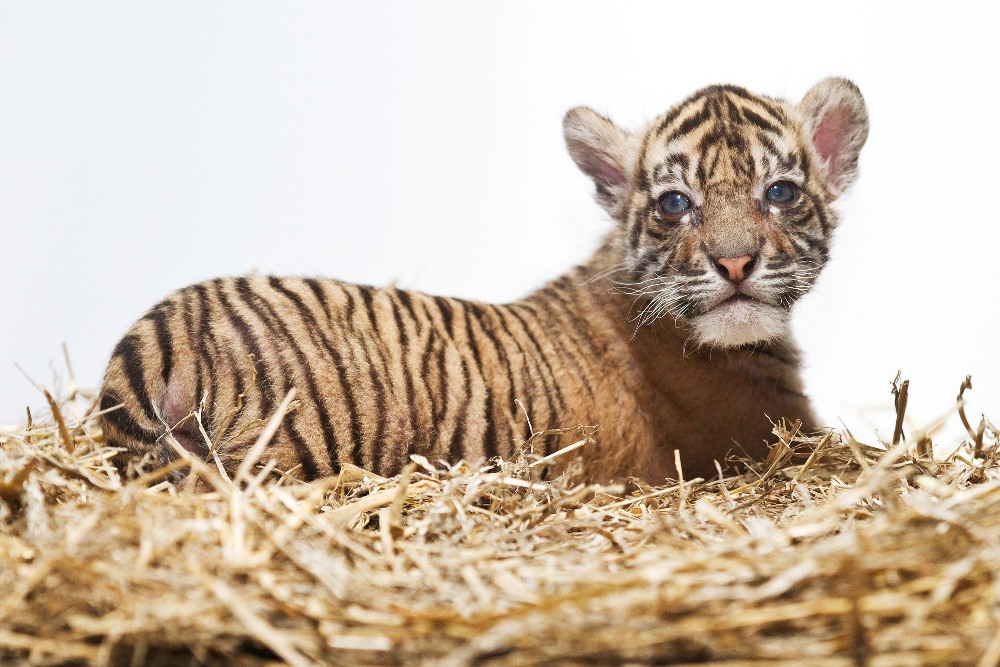 Malý tygr již začíná opouštět porodní box. Foto: Tomáš Adamec, Zoo Praha