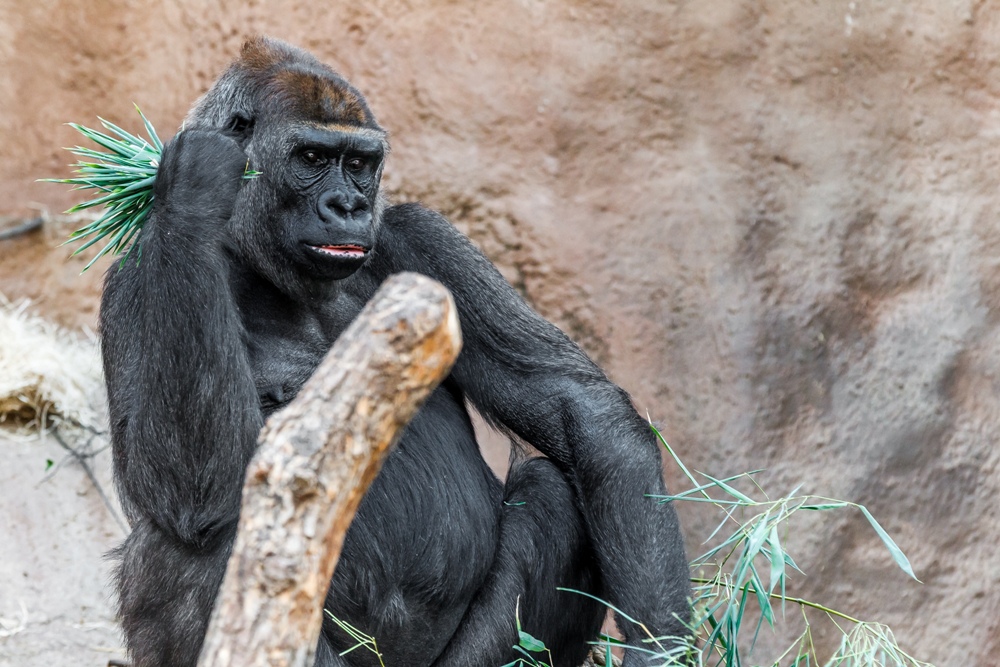 Bikira the Western Lowland Gorilla (c) Tomas Adamec