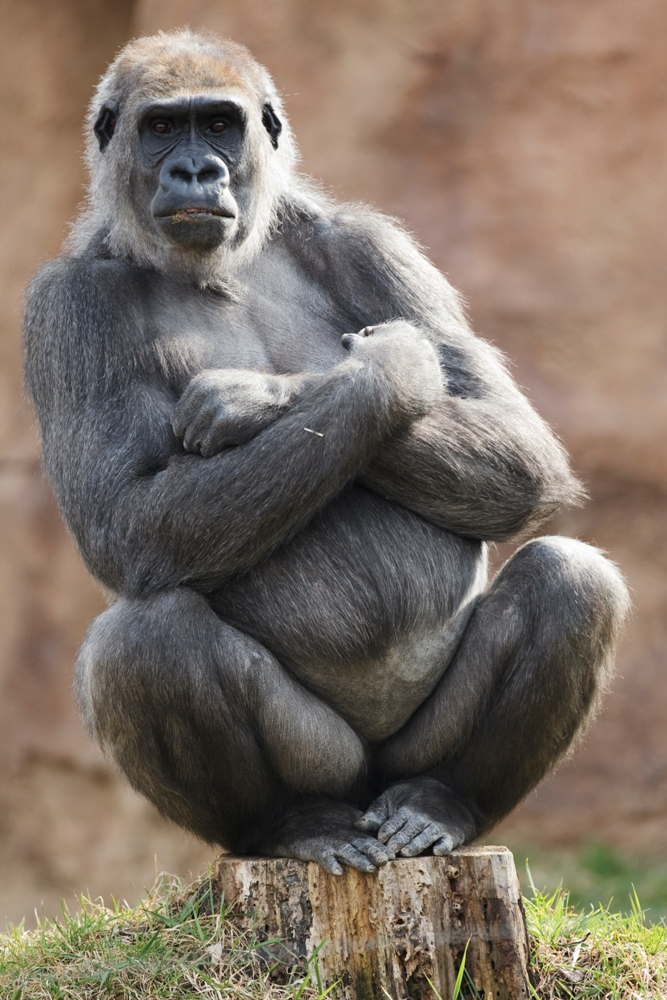 Bikira the Western Lowland Gorilla (c) Tomas Adamec