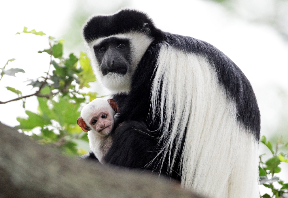 Image result for Eastern Black-and-white Colobus