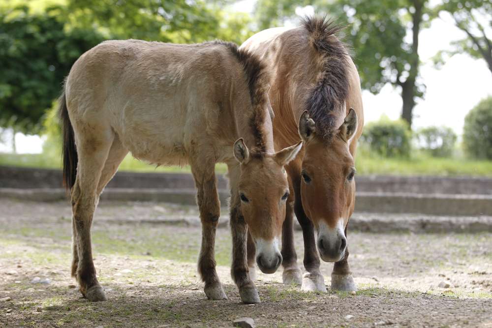 Len the Przewalski’s Horse with offspring (c) Tomas Adamec