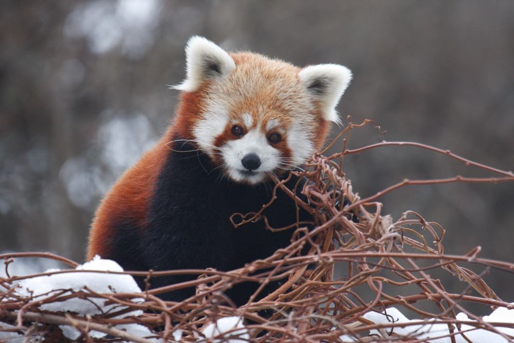 Pat the Lesser Panda (c) Archiv Zoo Praha