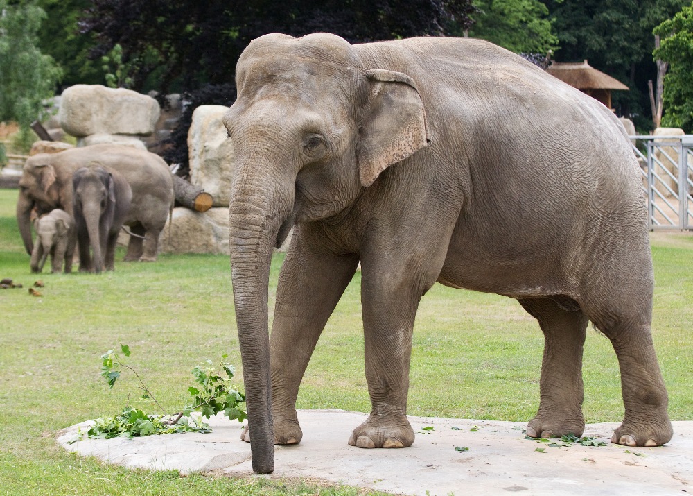 Shanti the Asian Elephant (c) Tomas Adamec